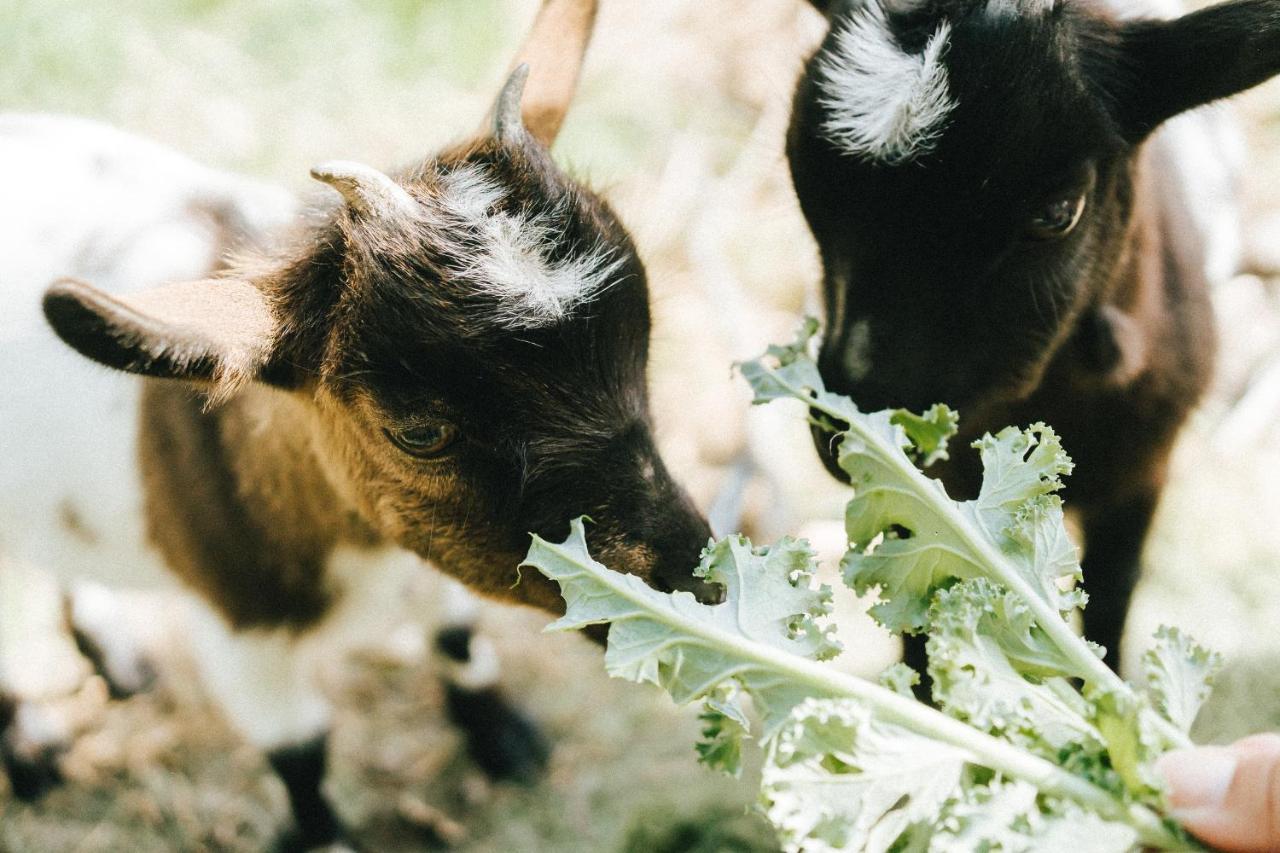 Humus Farm Villa Águas de Moura Kültér fotó